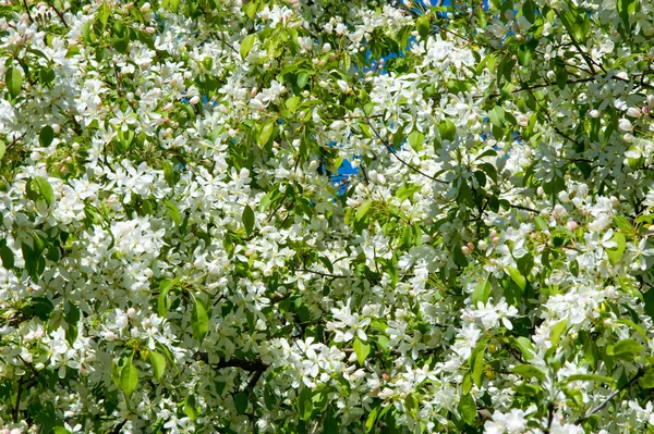 Flores Macieiras Parte Produtora Sementes Uma Planta Constituída Por Órgãos — Fotografia de Stock