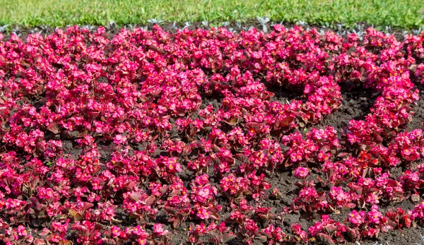 Flores Jasmim Arbusto Velho Mundo Planta Escalada Que Ostenta Flores Fotografias De Stock Royalty-Free