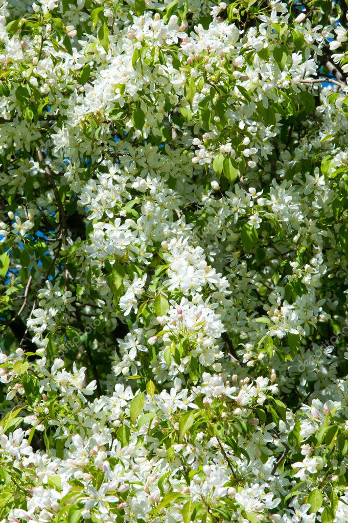 苹果的树木花草种子着生部位的一种植物包括通常包围鲜艳的花冠花瓣的生殖器官雄蕊和雌蕊 图库照片 C Ekina1