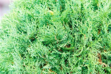 Mazı (bitki) occidentalis, olarak da bilinen Kuzey beyaz sedir veya Doğu mazı, selvi ailesindeki servigiller herdem yeşil bir iğne yapraklı ağaç olduğunu