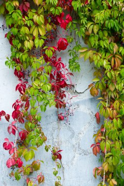 Doku, desen, arka plan. sonbahar. Altın sonbahar. Eski ile yabani üzüm