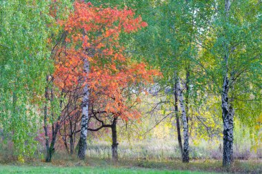 Sonbahar. Linden, karaçam, meşe, yüksek kuru ot huş ağacı. Sarı altın rengi kırmızı boyalı