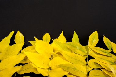 Doku, arka plan. Sonbahar yaprakları. Acer mandshuricum (Manchurian akçaağaç)