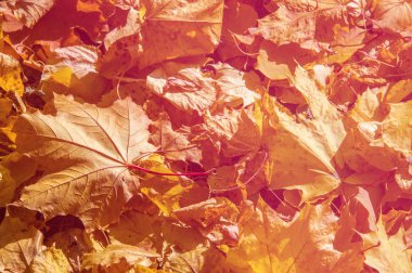 Doku, desen, arka plan. Akçaağaç Sonbahar yaprakları. bir ağaç ya da çalı loblu yaprakları, kanatlı meyve ve renkli sonbahar yaprakları.