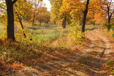 Sonbahar yol ormanın içinde. bulanık yol