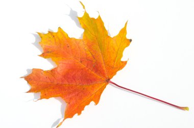 Doku, desen, arka plan. Beyaz bir arka sonbahar akçaağaç yaprağı