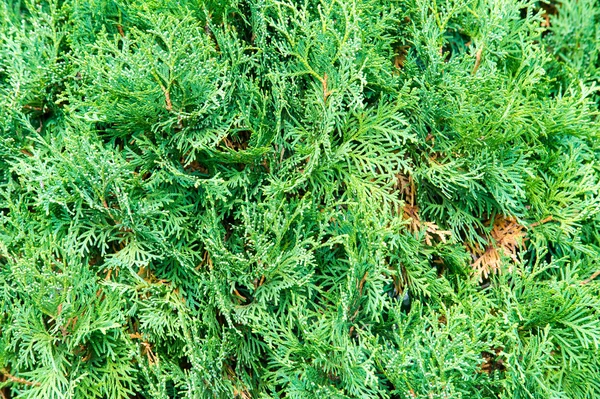 Mazı (bitki) occidentalis, olarak da bilinen Kuzey beyaz sedir veya Doğu mazı, selvi ailesindeki servigiller herdem yeşil bir iğne yapraklı ağaç olduğunu