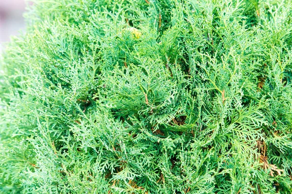 Mazı (bitki) occidentalis, olarak da bilinen Kuzey beyaz sedir veya Doğu mazı, selvi ailesindeki servigiller herdem yeşil bir iğne yapraklı ağaç olduğunu