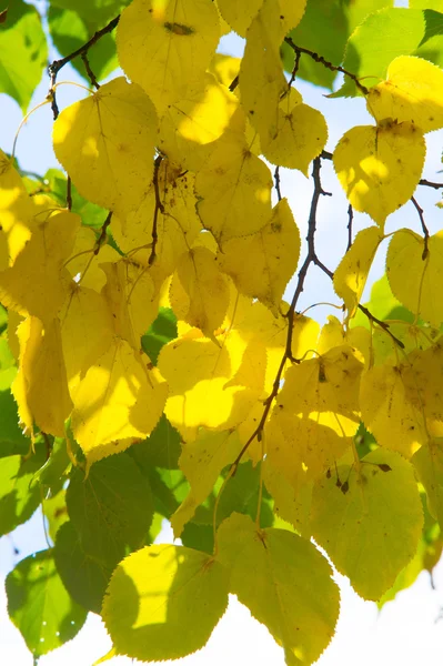 Textura Padrão Fundo Folhas Outono Amarelas Douradas Uma Bela Época — Fotografia de Stock