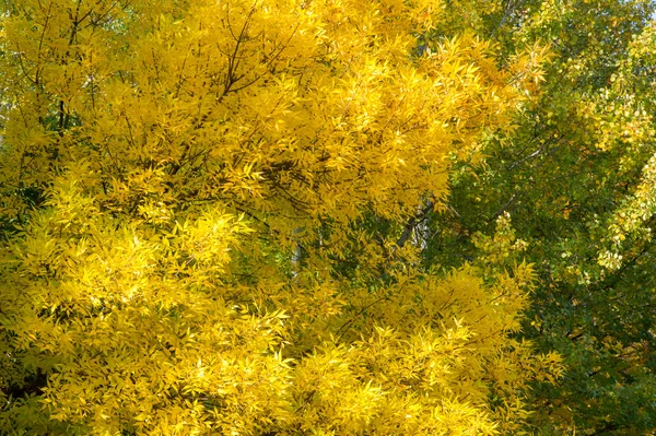 Textura Vzorek Pozadí Listí Podzim Listy Větvičky Listy Lípy Listnatý — Stock fotografie