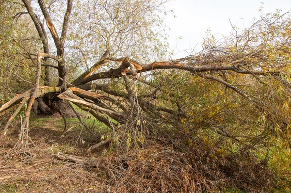 Fall Tree Fell Storm Water Forcible Violation Atmosphere Strong Winds — Stock Photo, Image