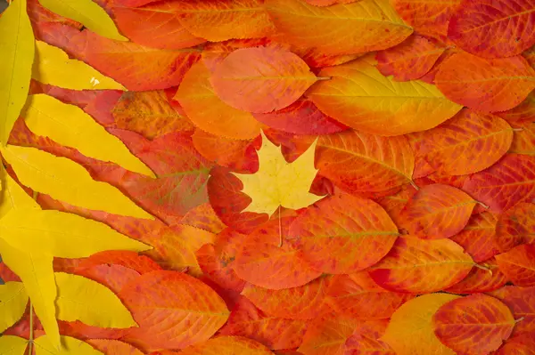 Herbstblätter Rot Gelb Fotografiert Atelier Außergewöhnlich Schöne Zeit Zum Goldenen — Stockfoto