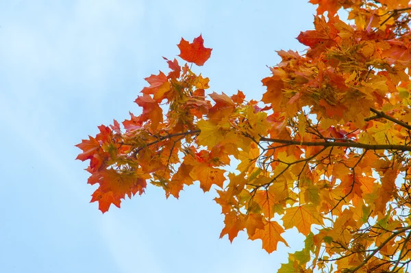 Texture Pattern Background Maple Leaves Autumn Tree Shrub Lobed Leaves — Stock Photo, Image