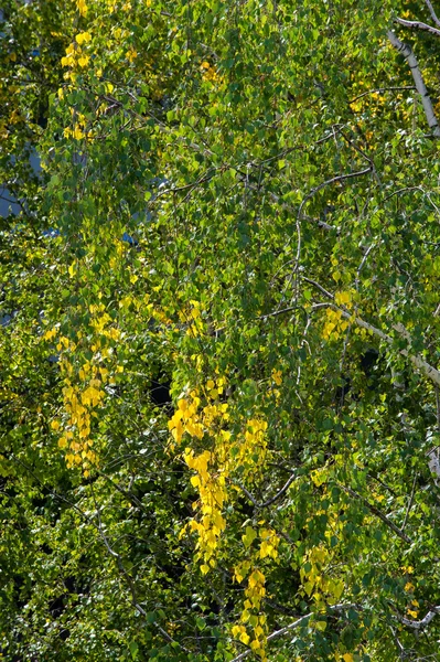 テクスチャ パターン 今年の美しい時間 作物や果物を収集するとき 番目のシーズン秋 月から 月の北半球 — ストック写真
