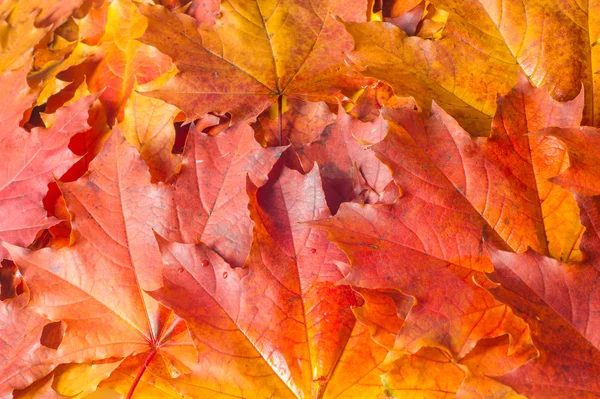 Doku, desen, arka plan. Sonbahar akçaağaç yaprakları. Beyaz bir arka plan üzerinde tasarımcı Etiketler için bir yer var.