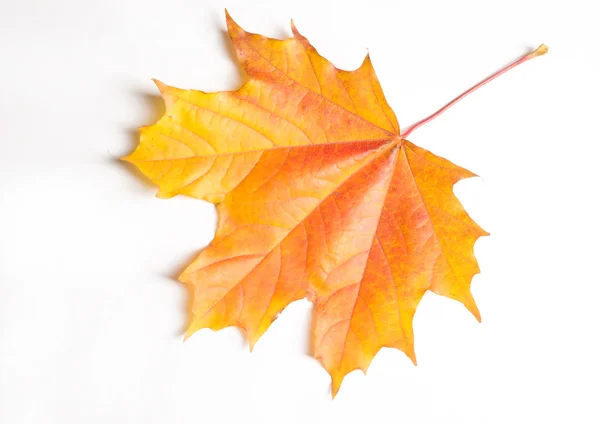 Texture, motif, fond. feuille d'érable d'automne sur un dos blanc — Photo
