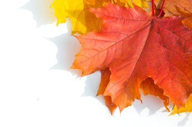 Doku, desen, arka plan. Beyaz bir arka sonbahar akçaağaç yaprağı