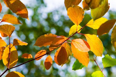 Doku, desen, arka plan. Bir ağaç üzerinde sarı altın yaprağı, ormana sonbahar geldi,