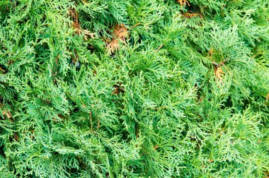 Mazı (bitki) occidentalis, olarak da bilinen Kuzey beyaz sedir veya Doğu mazı, selvi ailesindeki servigiller herdem yeşil bir iğne yapraklı ağaç olduğunu