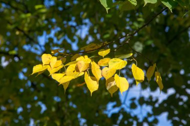 Doku, desen, arka plan. Sonbahar yaprakları, sarı, altın. Bu yıl güzel bir zaman. yıl, ne zaman bitkileri ve meyve toplandık ve yaprakları üçüncü sezon sonbahar, Kasım Eylül Kuzey yarımkürede