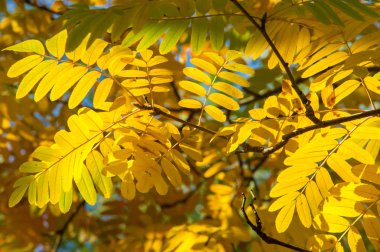 Doku, desen, arka plan. Sonbahar yaprakları. Rowan. özellikle Avrupa Sorbus aucuparia üvez. 