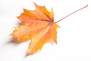 Doku, desen, arka plan. Beyaz bir arka sonbahar akçaağaç yaprağı