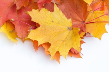 Doku, desen, arka plan. Beyaz bir arka sonbahar akçaağaç yaprağı