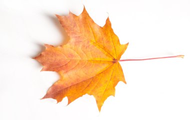 Doku, desen, arka plan. Beyaz bir arka sonbahar akçaağaç yaprağı