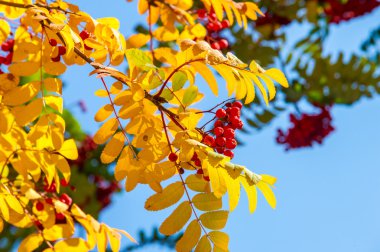 Doku, batskground. Sonbahar Laves Rowan, tepsi. rovanberry, sorbitol, vahşi kül, içki, Rowan-tepsi. Rowans veya dağ kül çalılar veya ağaçları cins üvez (bitki) vardır
