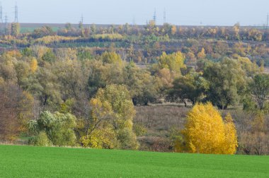 Sonbahar, kış buğday, kış tahıl, Kırmızı Sarı güzel ağaçlar, parlak yeşil kış bitkileri