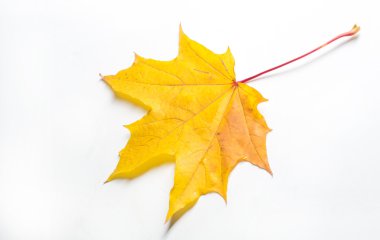 doku, arka plan. Kırmızı ve altın akçaağaç yaprakları sarı tonları.