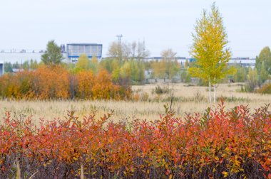 Sonbahar. Linden, karaçam, meşe, yüksek kuru ot huş ağacı. Sarı altın rengi kırmızı boyalı
