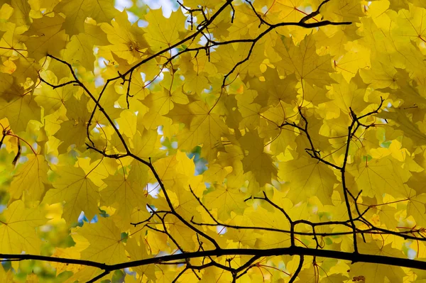 Textur Muster Hintergrund Herbstblätter Gelb Golden Eine Schöne Zeit Des — Stockfoto