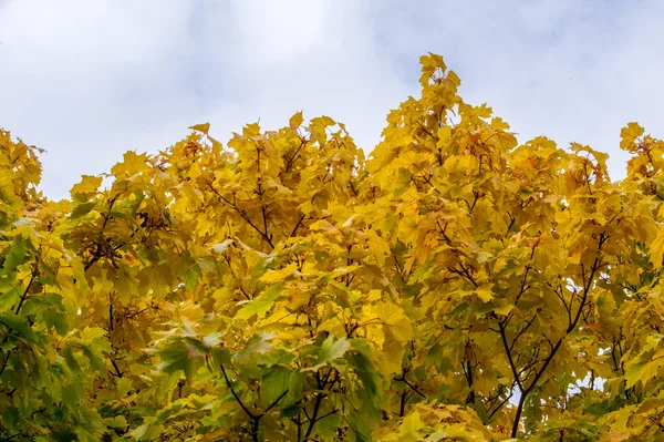 Tekstura Wzór Tło Liście Klonu Jesienią Drzewo Lub Krzew Lobed — Zdjęcie stockowe