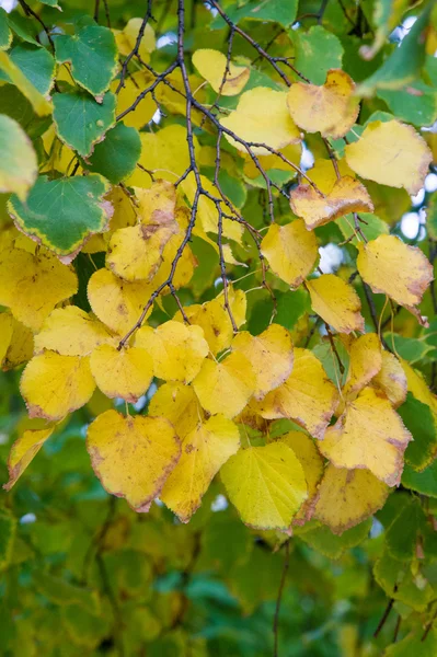 Textura Fondo Las Hojas Otoñales Sobre Árbol Tercera Temporada Del — Foto de Stock