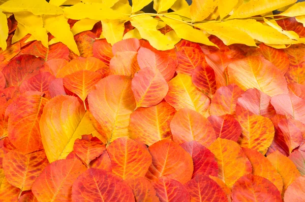 Outono Deixa Amarelo Vermelho Fotografado Estúdio Tempo Extraordinariamente Bonito Para — Fotografia de Stock