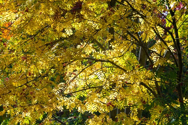 Textur Batskground Herbst Vogelbeerenschale Vogelbeere Sorbit Wildesche Getränk Vogelbeere Tablett — Stockfoto