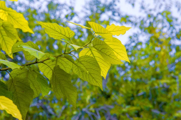 Textura Patrón Fondo Hojas Otoñales Álamo Árbol Alto Rápido Crecimiento —  Fotos de Stock