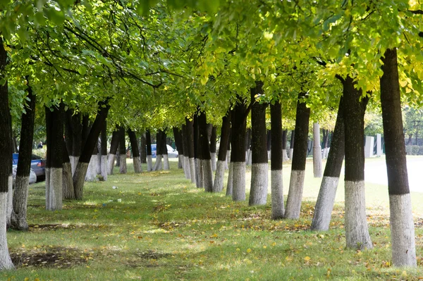 Tekstury Tła Jesienne Liście Drzewie Trzeci Sezon Roku Kiedy Rośliny — Zdjęcie stockowe