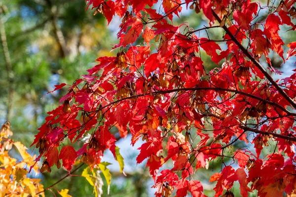 Doku Desen Arka Plan Akçaağaç Sonbahar Bir Ağaç Yaprak Veya — Stok fotoğraf
