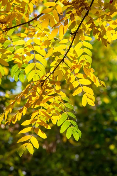 Textura Campo Batalla Bandeja Otoño Laves Rowan Rovanberry Sorbitol Ceniza — Foto de Stock