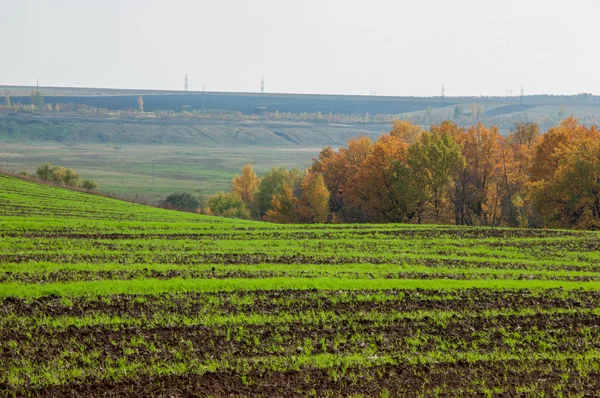  toprak işleme. arazi hazırlama bitkileri yetiştirme için. Yeşil şeritler, kötü toplanan buğday