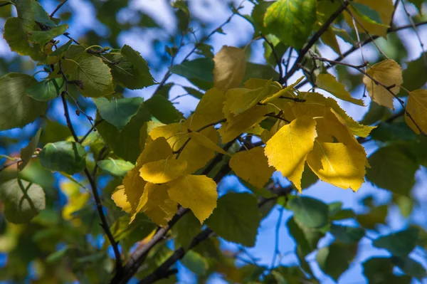 Υφή Μοτίβο Φόντο Φθινοπωρινά Φύλλα Κίτρινο Χρυσό Μια Όμορφη Εποχή — Φωτογραφία Αρχείου