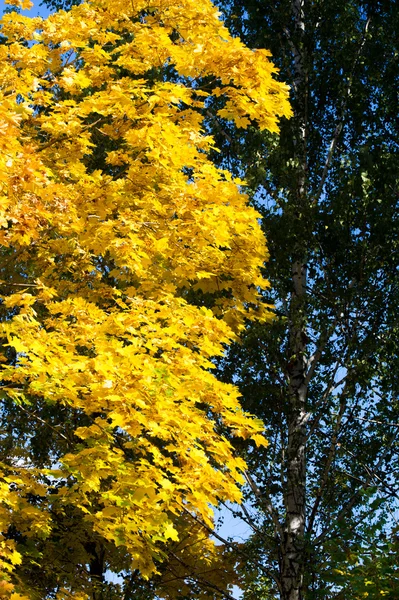 Texture Batskground Autumn Laves Rowan Tray Rovanberry Sorbitol Wild Ash Royalty Free Stock Images