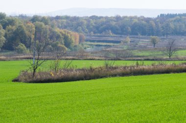 Sonbahar, kış buğday, kış tahıl, Kırmızı Sarı güzel ağaçlar, parlak yeşil kış bitkileri