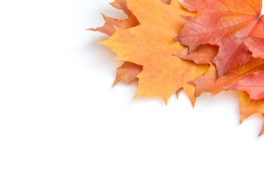 Doku, desen, arka plan. Beyaz bir arka sonbahar akçaağaç yaprağı