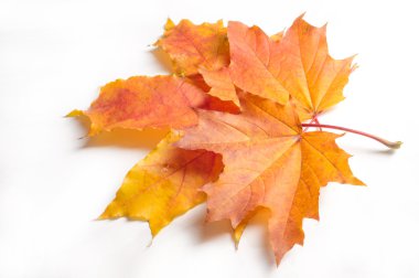 Doku, desen, arka plan. Beyaz bir arka sonbahar akçaağaç yaprağı