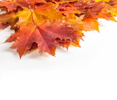 Doku, arka plan. Sonbahar akçaağaç yaprakları. Beyaz bir arka plan üzerinde,