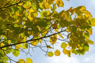 Doku, desen, arka plan. Sonbahar yaprakları, sarı, altın. Bu yıl güzel bir zaman. yıl, ne zaman bitkileri ve meyve toplandık ve yaprakları üçüncü sezon sonbahar, Kasım Eylül Kuzey yarımkürede