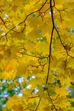 Doku, desen, arka plan. Akçaağaç sonbahar bir ağaç yaprak veya loblu ile funda yaprakları, kanatlı meyve ve renkli sonbahar yaprakları.